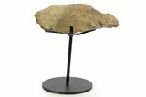 Fossil Dinosaur (Pachycephalosaurus) Skull Section w/ Stand #377746-1